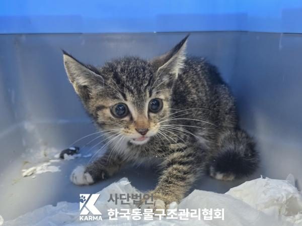 중랑구에서 보호 중인 한국 고양이 (평행·전체·부분줄무늬, 암컷) - 공고 서울-중랑-2026-00091