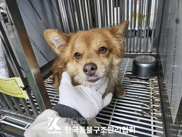 중랑구에서 보호 중인 믹스견 (갈색, 암컷) - 공고 서울-중랑-2026-00092