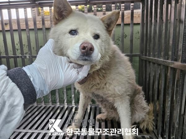 중랑구에서 보호 중인 믹스견 (흰색, 암컷) - 공고 서울-중랑-2026-00093