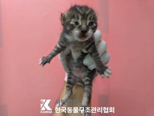 중랑구에서 보호 중인 한국 고양이 (기타(검/갈/흰), 수컷) - 공고 서울-중랑-2026-00096
