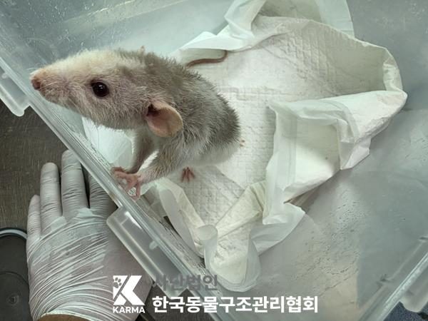 중랑구에서 보호 중인 기타축종 (기타(회/흰), 성별 미상) - 공고 서울-중랑-2026-00098