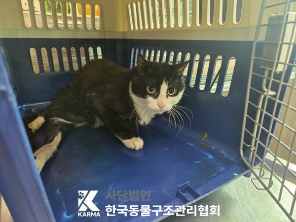 중랑구에서 보호 중인 한국 고양이 (흰색/검은색 얼룩무늬, 수컷) - 공고 서울-중랑-2026-00100
