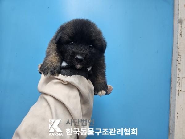 은평구에서 보호 중인 믹스견 (기타(검/연갈), 수컷) - 공고 서울-은평-2026-00150