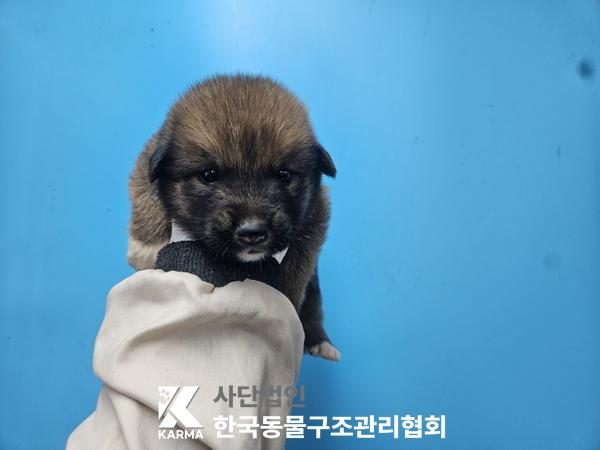 은평구에서 보호 중인 믹스견 (갈색&검정, 암컷) - 공고 서울-은평-2026-00152