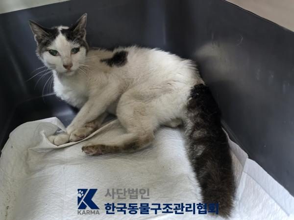 은평구에서 보호 중인 한국 고양이 (기타(갈/검/흰), 암컷) - 공고 서울-은평-2026-00158