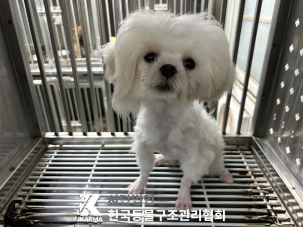 은평구에서 보호 중인 말티즈 (흰색, 암컷) - 공고 서울-은평-2026-00159