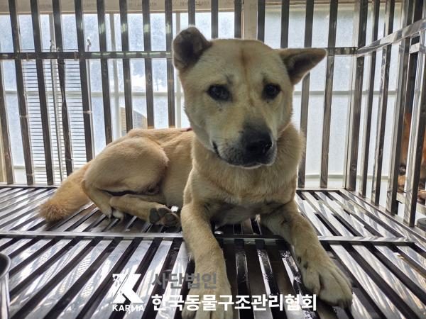 은평구에서 보호 중인 믹스견 (갈색, 수컷) - 공고 서울-은평-2026-00162