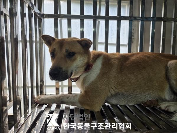 은평구에서 보호 중인 믹스견 (갈색&흰색, 암컷) - 공고 서울-은평-2026-00163