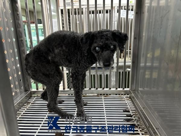 구로구에서 보호 중인 푸들 (검정색, 수컷) - 공고 서울-구로-2026-00114