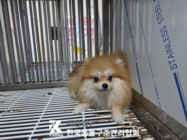 구로구에서 보호 중인 포메라니안 (기타(갈/흰), 수컷) - 공고 서울-구로-2026-00120