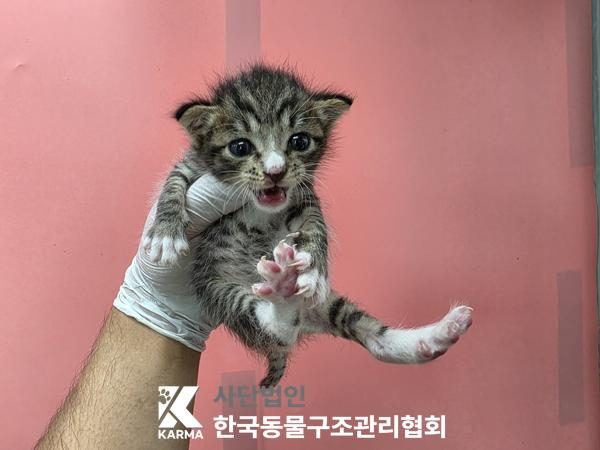 구로구에서 보호 중인 한국 고양이 (평행·전체·부분줄무늬, 수컷) - 공고 서울-구로-2026-00122