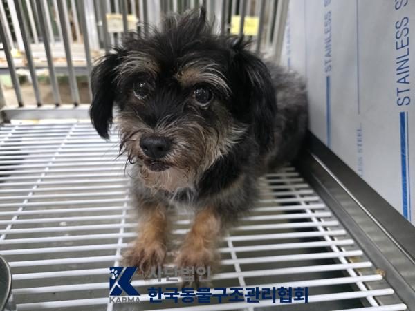 구로구에서 보호 중인 믹스견 (기타(검/흰), 암컷) - 공고 서울-구로-2026-00124