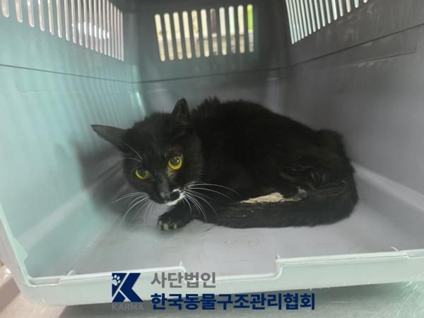 구로구에서 보호 중인 한국 고양이 (기타(검/흰), 암컷) - 공고 서울-구로-2026-00126