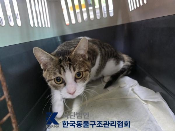 구로구에서 보호 중인 한국 고양이 (기타(갈/검/흰), 수컷) - 공고 서울-구로-2026-00130