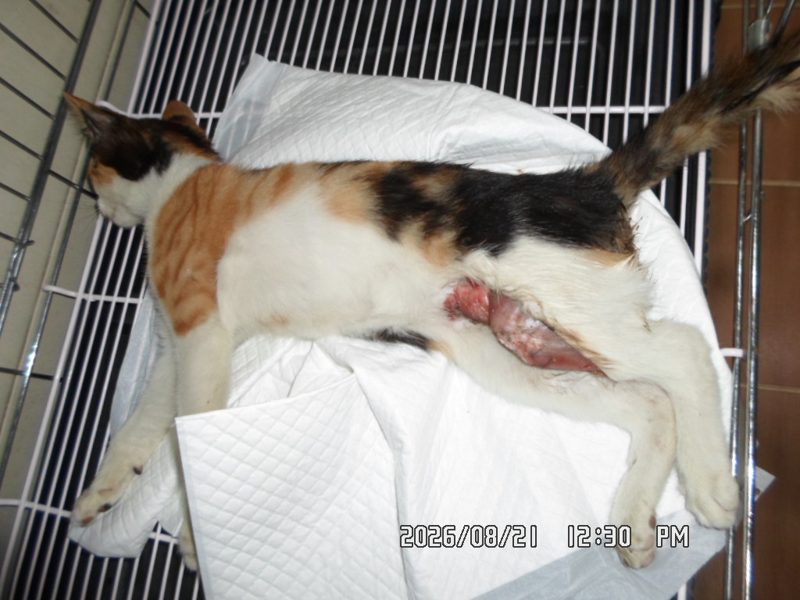 동작구에서 보호 중인 한국 고양이 (검은색흰색황토색조합, 암컷) - 공고 서울-동작-2026-00115